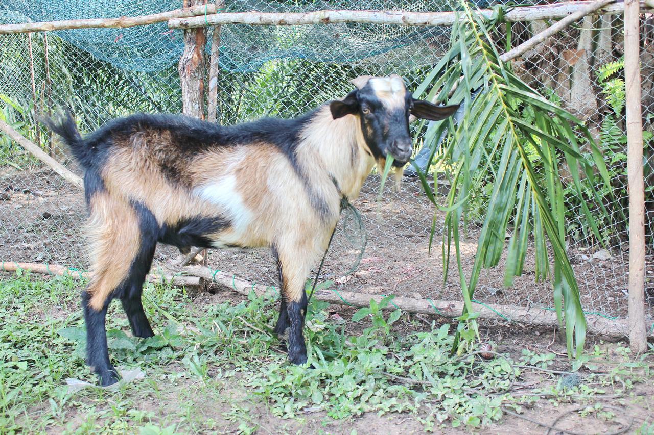 Yaoisland Resort And Farm เกาะยาวใหญ่ ภายนอก รูปภาพ