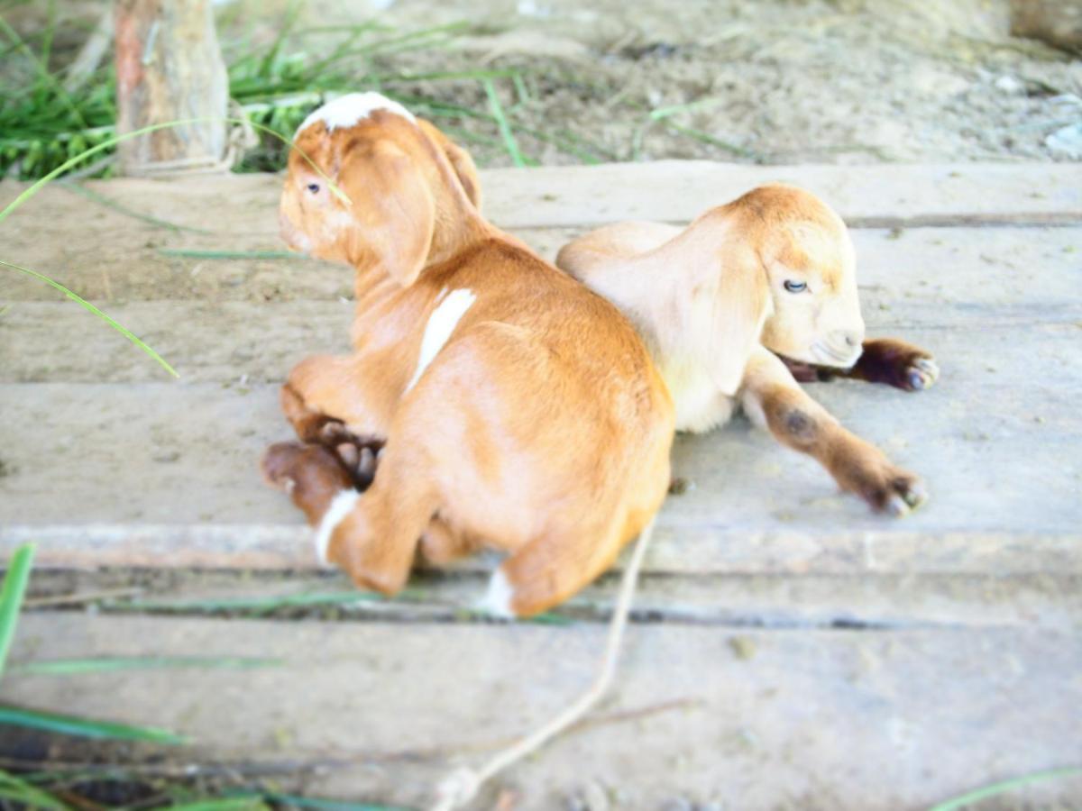 Yaoisland Resort And Farm เกาะยาวใหญ่ ภายนอก รูปภาพ