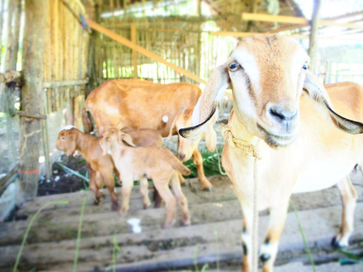 Yaoisland Resort And Farm เกาะยาวใหญ่ ภายนอก รูปภาพ