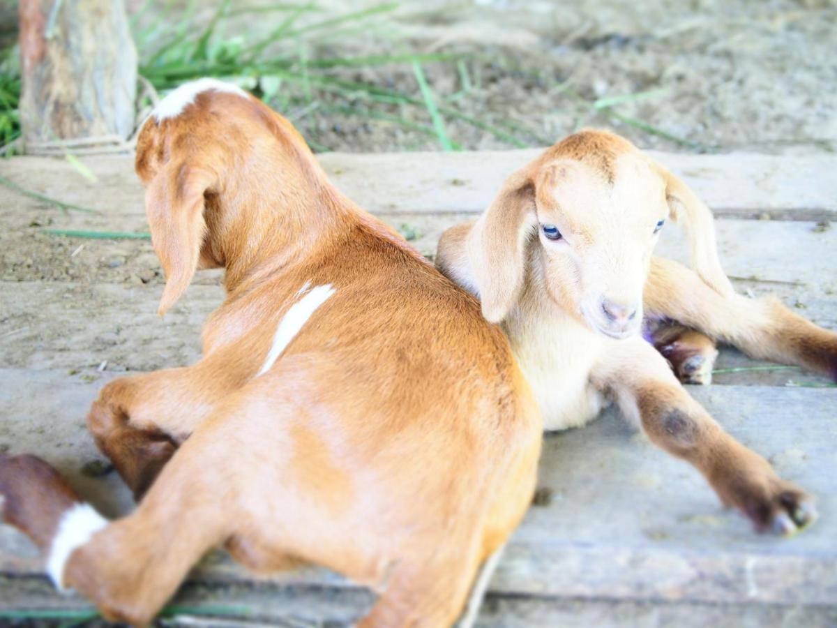 Yaoisland Resort And Farm เกาะยาวใหญ่ ภายนอก รูปภาพ